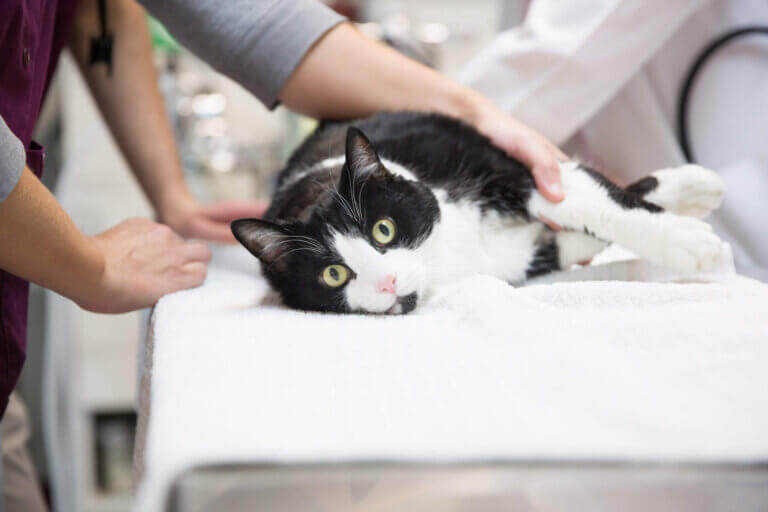Animal Urgent Services - Tucson Veterinary Urgent Care