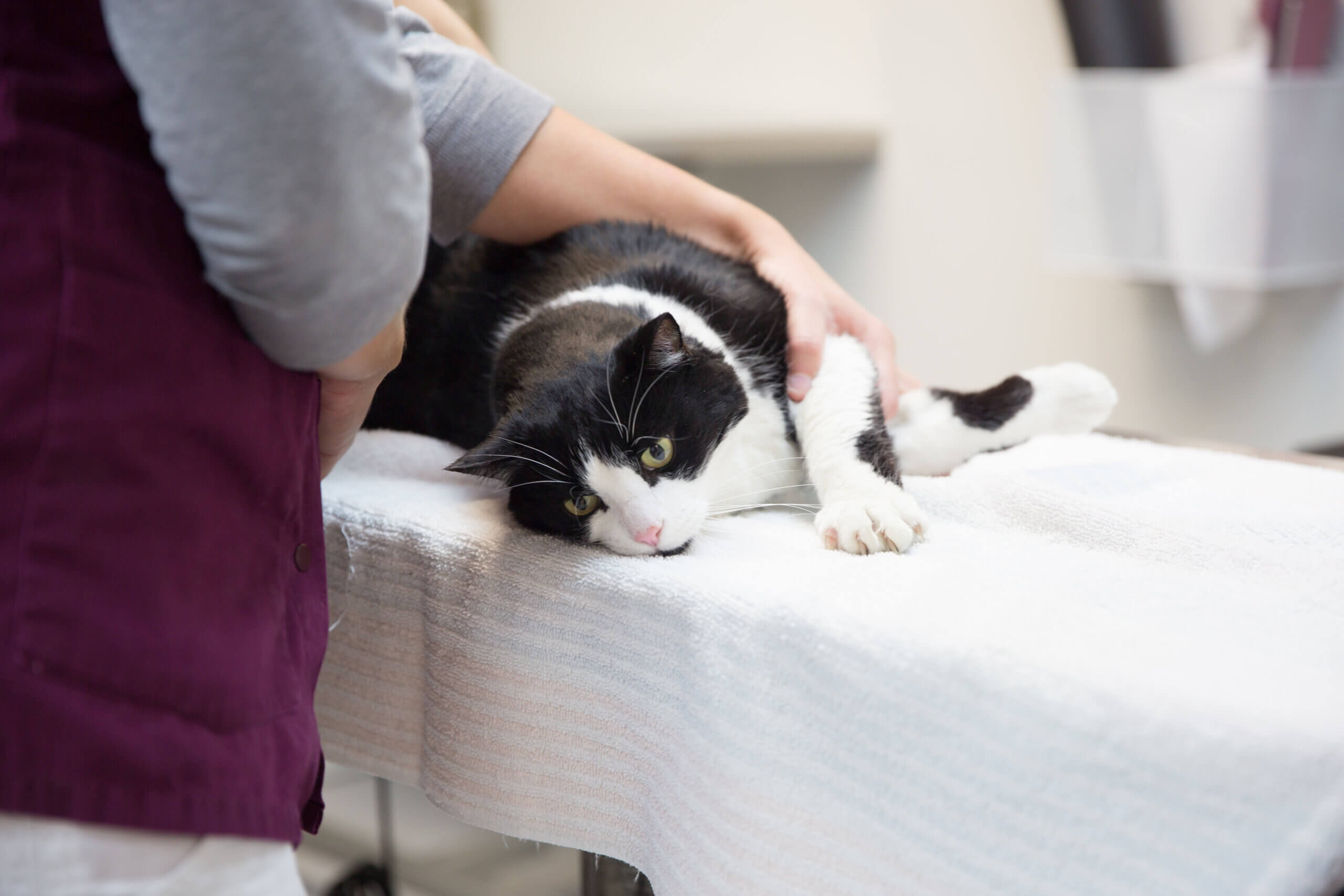 View of Animal Care | Tucson Veterinary Urgent Care