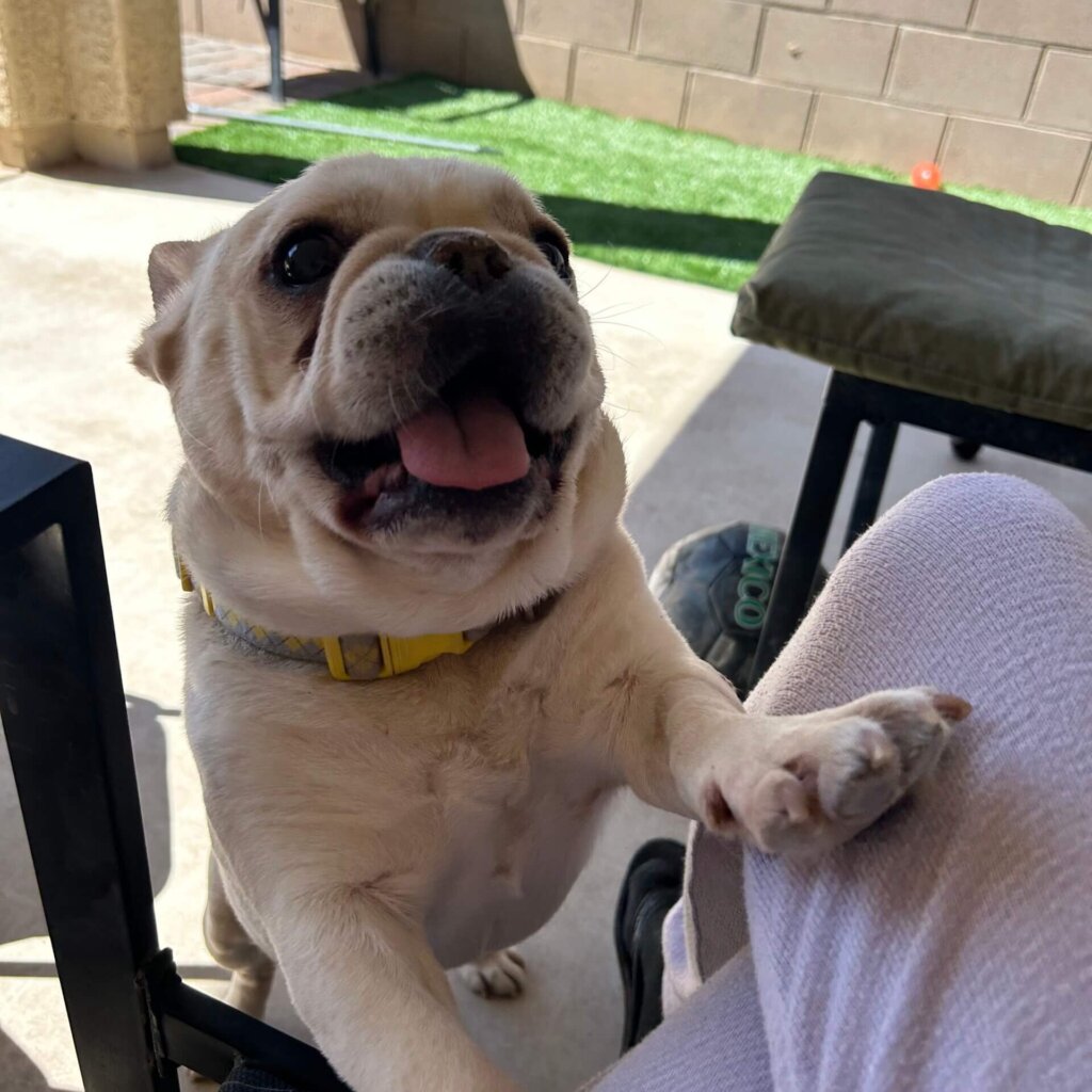 https://tucsonveterinaryurgentcare.com/